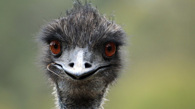 emu with leaf in mouth