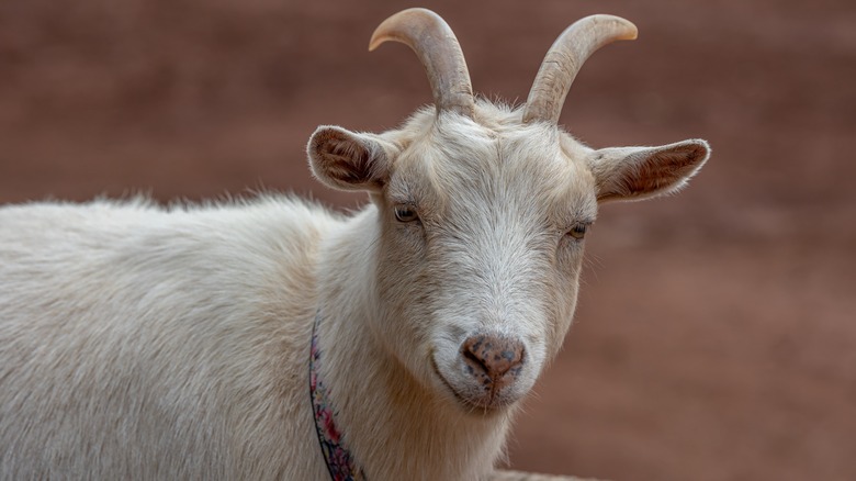 smiling goat