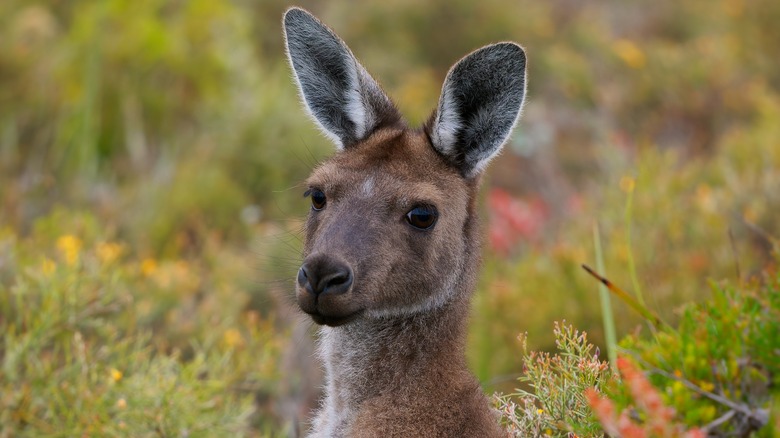 kangaroo in nature