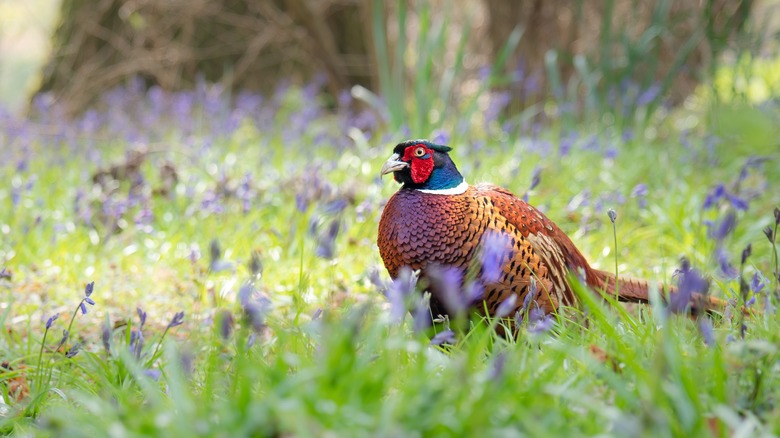 pheasant among flowers