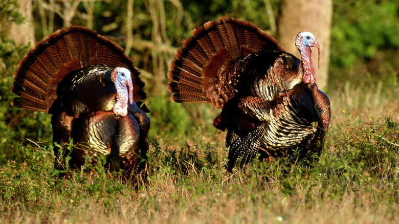 two wild turkeys in forest