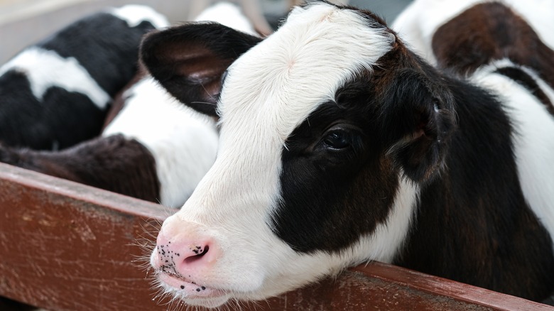 calf leaning over fence