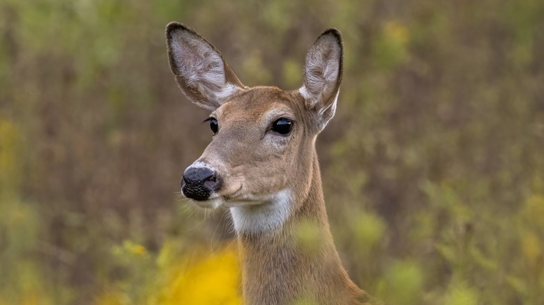 doe with ears up