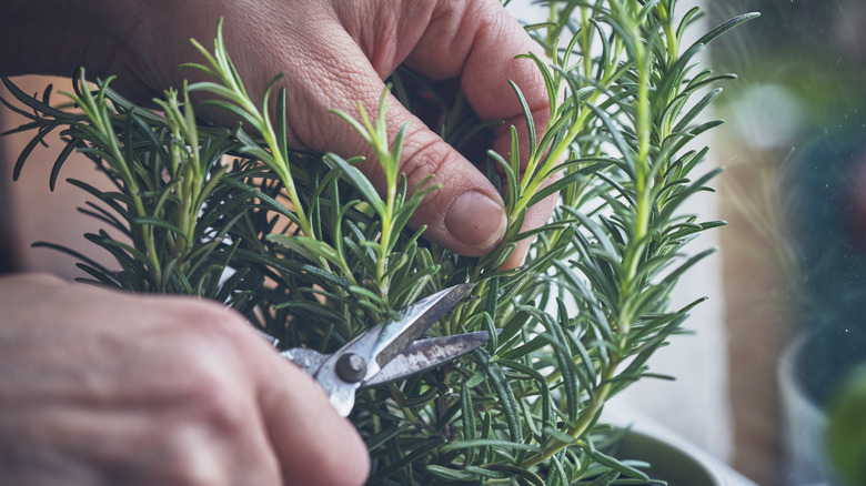 cutting rosemary from plant