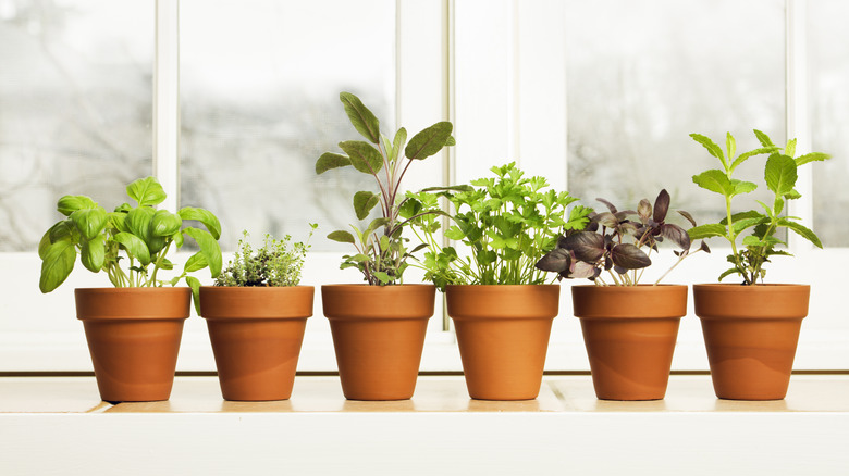 various herbs in pots