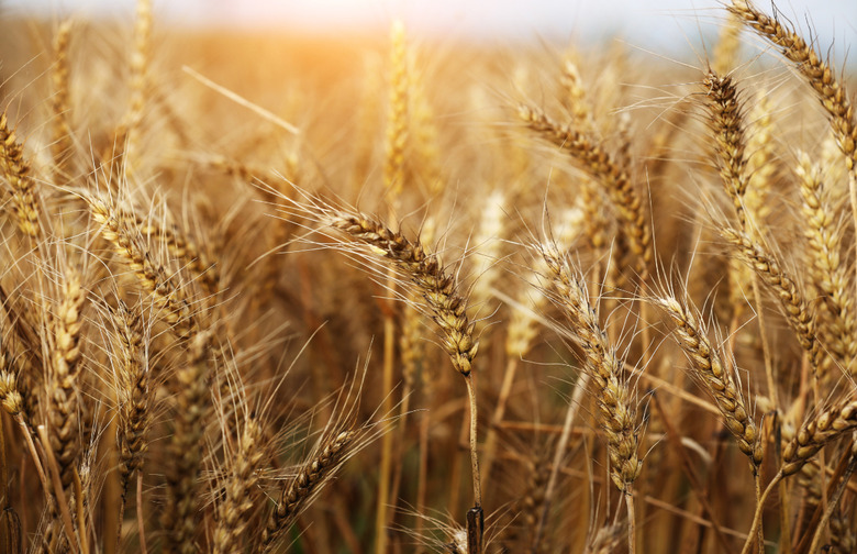 Wheat has more gluten today than it did in the past