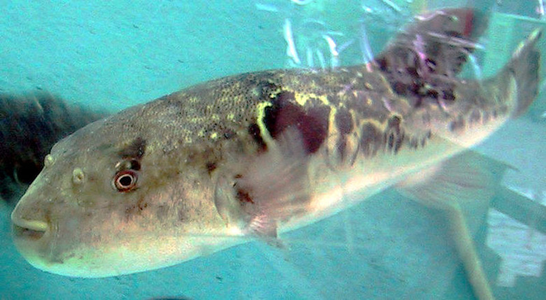 Pufferfish or Fugu 