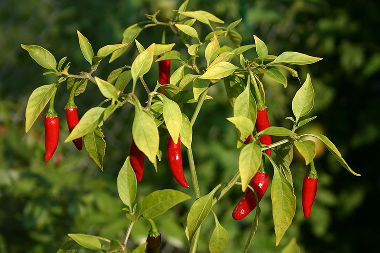 Chiles