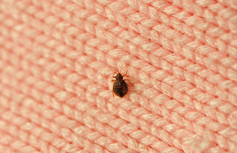 Bedbugs Are Invisible at First