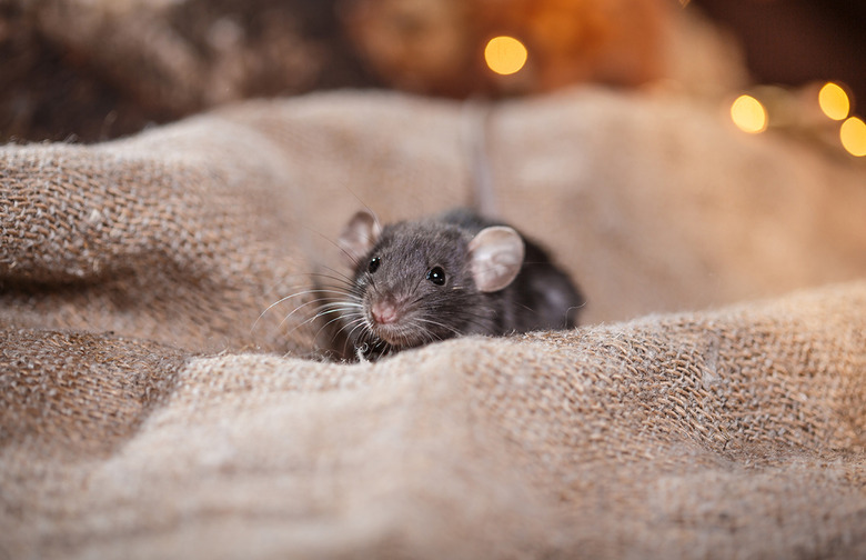 Mice Can Almost Always Find a Way Inside