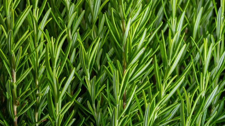 rosemary growing on the stems