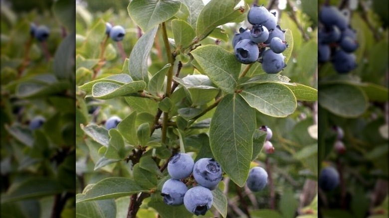 Biloxi blueberries on plant