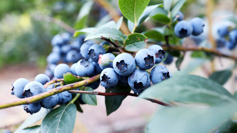 Northern highbush blueberries on branch