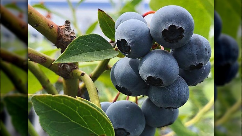 Brightwell blueberry plants at nursery