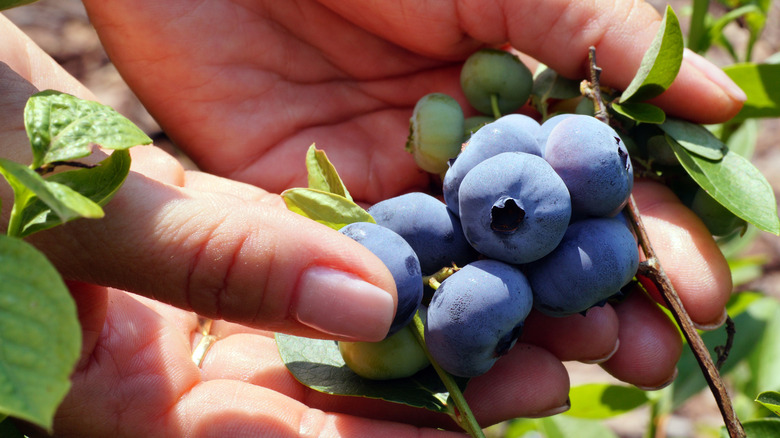 Darrow's blueberries in hands