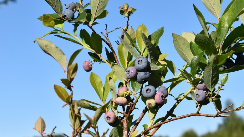 Duke blueberries on branches 