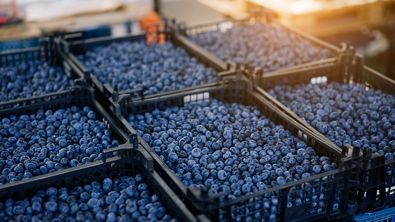Blueberries in crates 