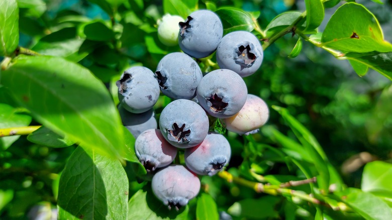 Highbush blueberries on a bush