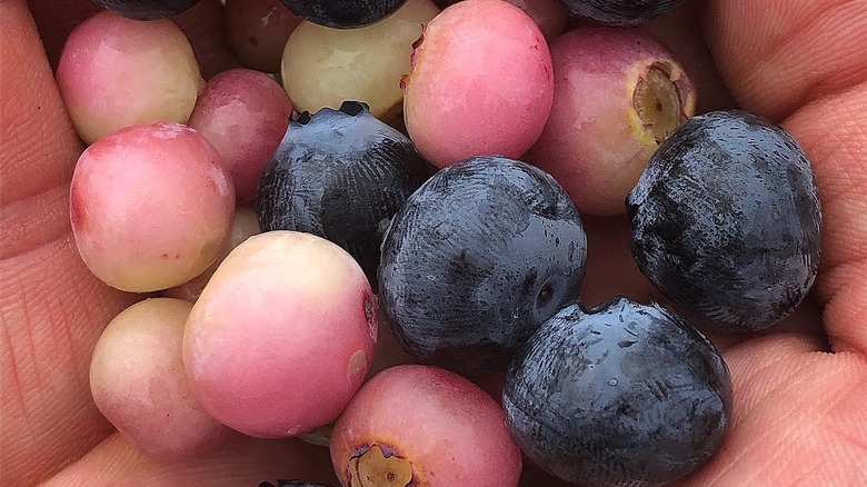 Blue and pink blueberries