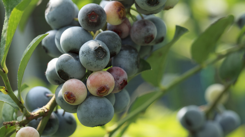 Rabbiteye blueberries ripening on bush