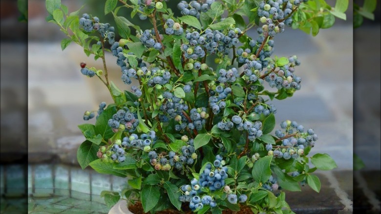 Sunshine Blue blueberries in pot