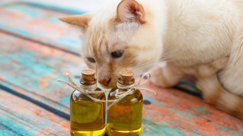 cat sniffing olive oil bottles