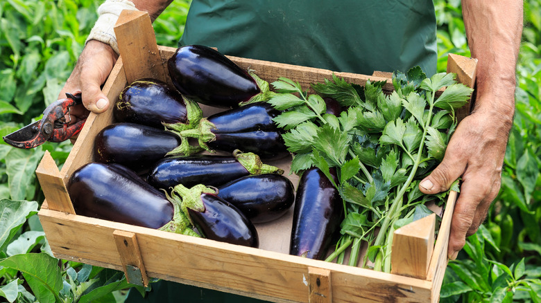 Eggplants in a basket