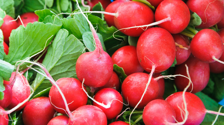 Bunch of radishes