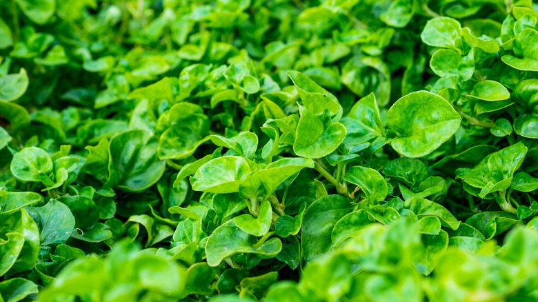 Watercress plants