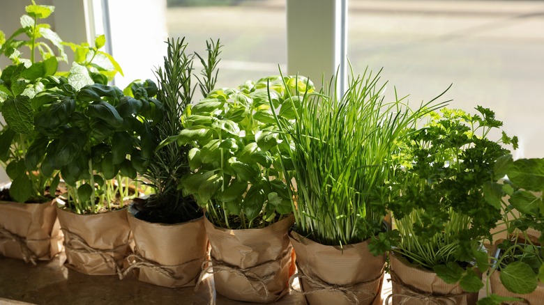 Herbs growing in pots