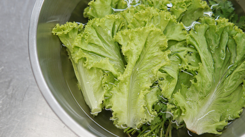 Soaking lettuce in water