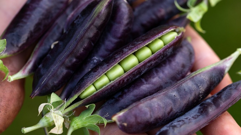 Purple podded peas