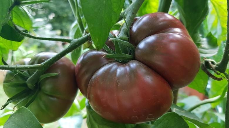 black krim tomato on vine