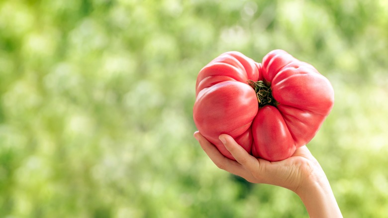 hand holding brandywine tomato