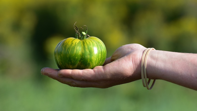 holding green zebra tomato