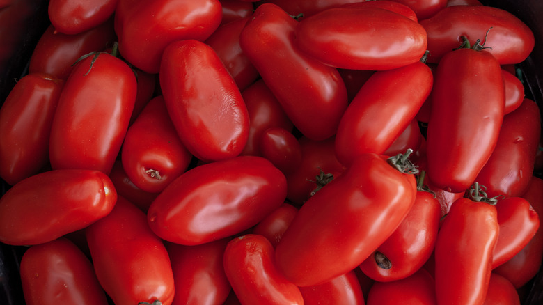 bunch of san marzano tomatoes