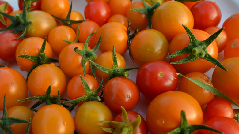 bunch of sungold tomatoes