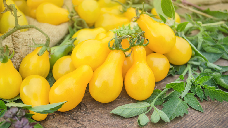 close up of yellow pear tomatoes