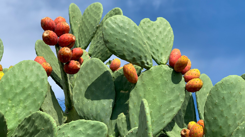 Prickly pear fruit on cactus