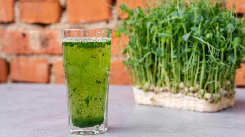 Wheatgrass juice and fresh wheatgrass