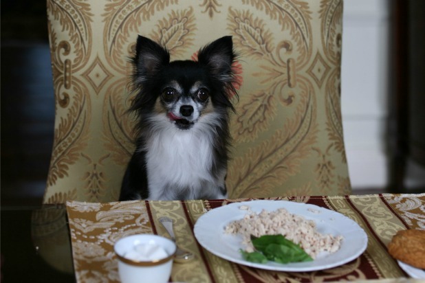 Canine Culinary Room Service and Fido-Friendly Package (The Waldorf-Astoria New York, New York City)