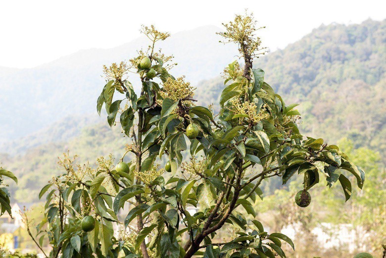 They Mature on Trees but Ripen After They Have Been Picked