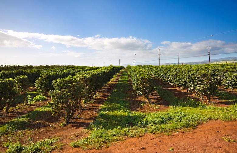 Coffee is grown in just two states