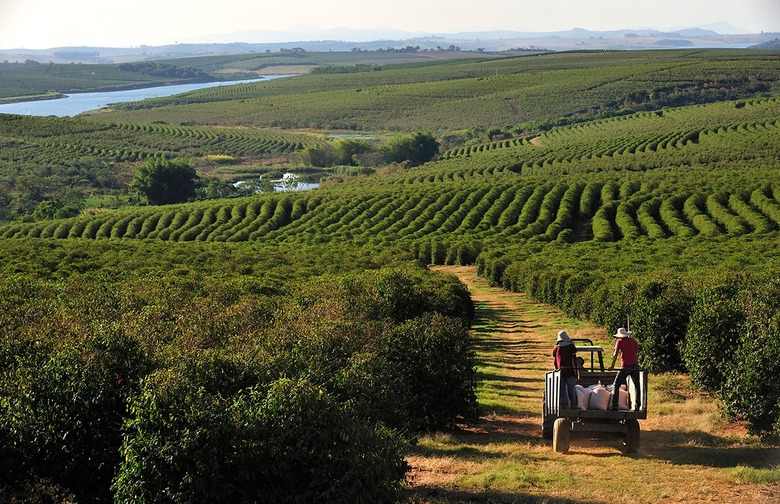 Brazil is the world's largest coffee producer