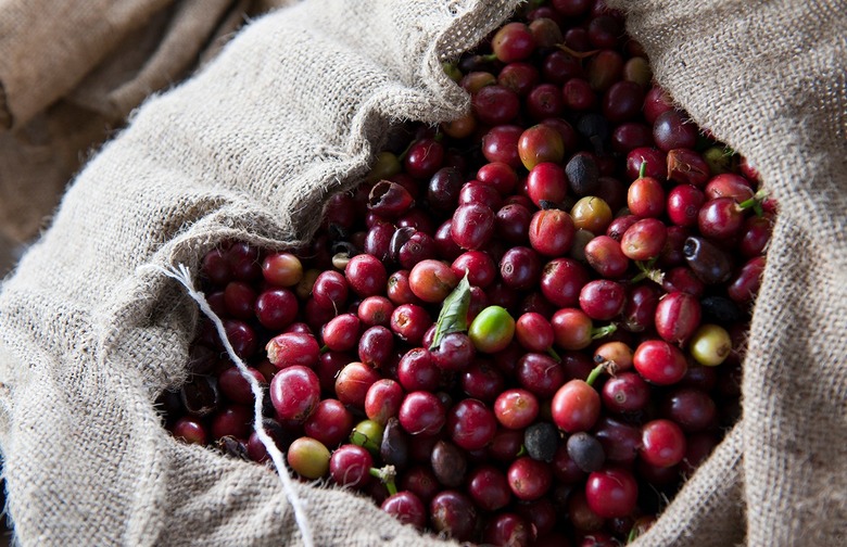 Coffee beans are actually cherry seeds