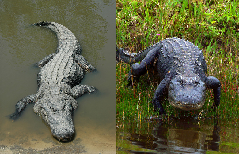 Crocodiles and Alligators Don't Exist in Harmony Anywhere Else on Earth