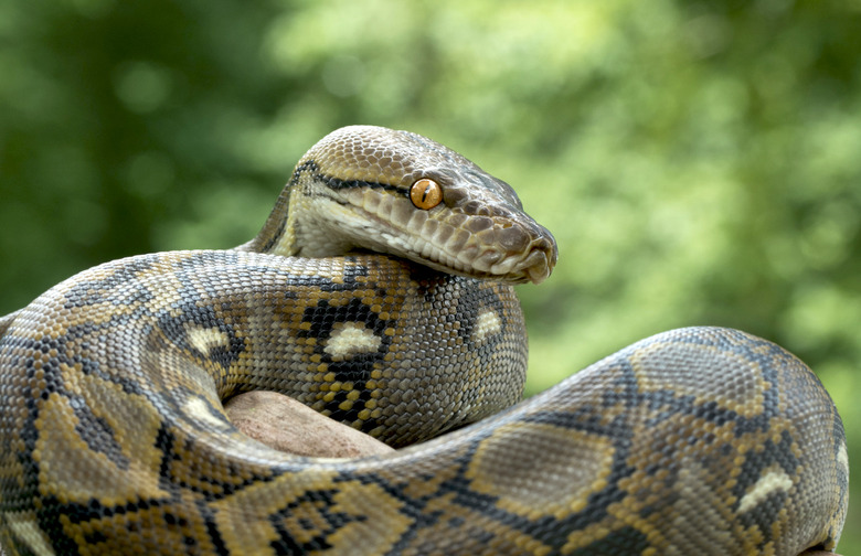 Pythons Sometimes Eat Whole Alligators