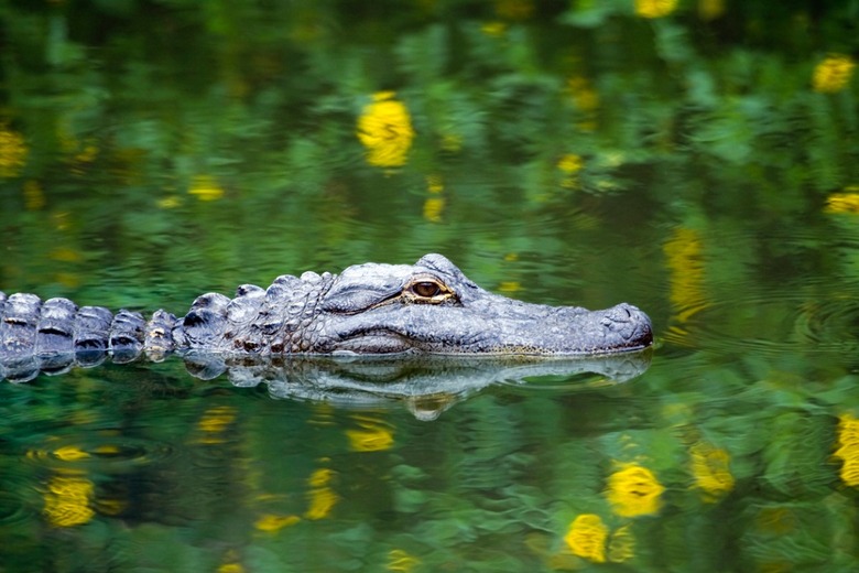 Learn how to run from gators