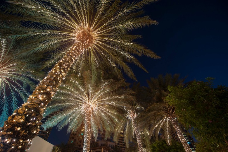 Decorate palm trees with Christmas lights