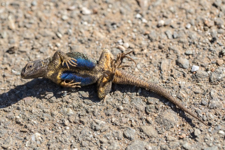 Watch out for iguanas in winter